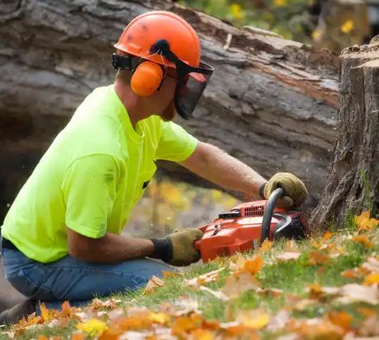 tree services Glen Ridge